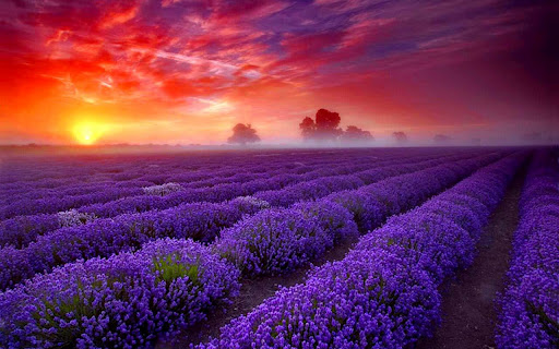 lavender field