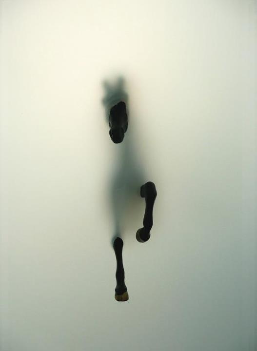 horse coming through fog